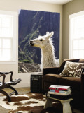 Llama (Lama Glama) Wall Mural by Brent Winebrenner