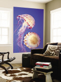 Douglas Steakley - Jellyfish in Monterey Bay Aquarium - Duvar Resmi Douglas Steakley - Jellyfish in Monterey Bay Aquarium - Duvar Resmi