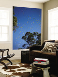 Birds Flying Overhead Wall Mural by John Sones