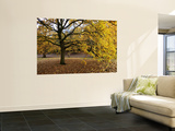 Autumn in Greenwich Park Wall Mural by Doug McKinlay