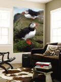 Two Puffins on Bird Cliffs of Snaefellsnes Peninsula Wall Mural by Douglas Steakley