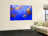 Black Sea Nettle Jellyfish at Monterey Bay Aquarium Wall Mural by Sabrina Dalbesio
