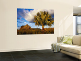 Endemic Bismarck Palm (Bismarckia Nobilis) with Distant Rocky Outcrop Wall Mural by Karl Lehmann