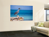 Adult Yellow-Crowned Night-Heron at Barracuda's, Cape Eleuthera Wall Mural by Michael Lawrence