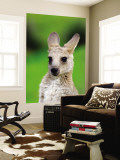 Young Kangaroo (Macropus Giganteus) at Pretty Beach Mural por Paul Kennedy Young Kangaroo (Macropus Giganteus) at Pretty Beach Mural por Paul Kennedy