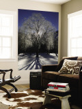 Morning Light Through Frozen Tree Near Shores of Fusine Upper Lake Wall Mural by Ruth Eastham & Max Paoli