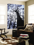 Eucalypt Trees from Below in Southeast Tasmania Wall Mural by Rob Blakers