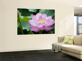 Enormous Lotus Blossom in Shinobazu Pond, Ueno Park Wall Mural by Rachel Lewis