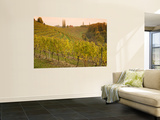 Vineyard in Jeruzalem Wine Region Mural por Richard Nebesky Vineyard in Jeruzalem Wine Region Mural por Richard Nebesky