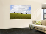 Friesian Dairy Cows Grazing Wall Mural by Rodney Hyett