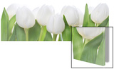 Tulip Parade Posters