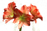 Amaryllis Photographic Print by Charles Bowman