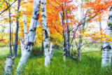 Dreamy Autumn Birches Photographic Print by George Oze