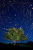 Savanna Night Photographie par Steve Gadomski