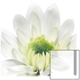 White Daisy Cup Kunstdrucke von George Fossey