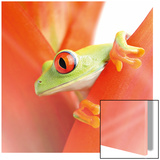 Grenouille rigolote II Affiches