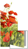Red Poppies Print