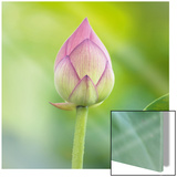Lotus Bud Poster by Sara Deluca