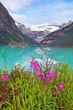 Fireweed at Lakeside, Lake Louise, Canada Photographic Print by George Oze