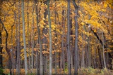 Autumn Forest Photographie par Steve Gadomski
