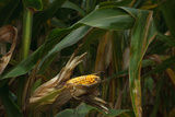 Midwest Harvest Photographic Print by Steve Gadomski