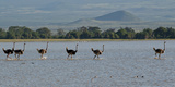 Six Ostriches Amboseli Photographic Print by Charles Bowman
