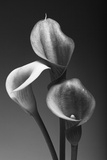 Three Pink Calla Lilies Photographic Print by George Oze