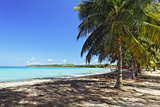 Palm trees on Seven Seas Beach Photographic Print by George Oze