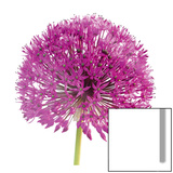 Purple Allium I Posters