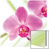 Pink Violet Plakat