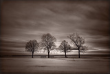 Four Trees Photographic Print by Steve Gadomski
