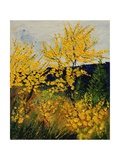 Brooms Shrubs Giclee Print by Ledent 