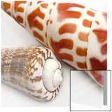 Linen Shell Collage Posters af Mick Bird