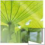 Lotus Leaves Prints by Sara Deluca