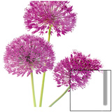 Purple Allium II Affiches