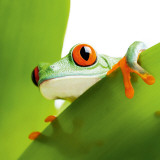 Freddy The Frog Posters
