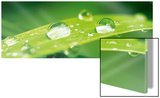Nach dem Regen Poster
