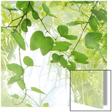 Rainforrest Leaves Poster