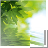 Fresh Leaves Poster