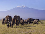 Kilimanjaro Elephants Photographic Print by Charles Bowman