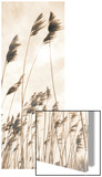 Natural Breeze Affiches