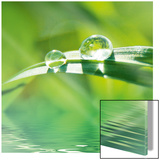 Pure Nature Plakat