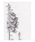 Foxglove Giclee Print by Janel Bragg