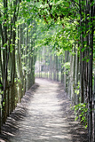 Path in the Woods Photographic Print by George Oze