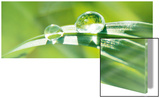 Pure Nature Posters