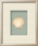 Irish Deep Shell - Sea Foam (Beachcomber Collection) Dimensional Product