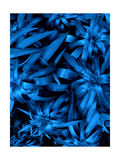 Lush Blue Lilies Photographic Print by Ruth Palmer