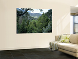 Mountain Mahagony & Conifers in Canyon of Goshute Creek, Goshute Canyon Wilderness, Nevada, USA Wall Mural by Scott T. Smith