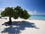 Divi Tree, Aruba Photographic Print by George Oze