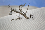 Tree Buried in the Sand, Death Valley, CA Photographic Print by George Oze
